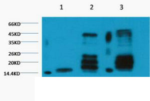 Histone H3(Di Methyl Lys27)(1A8)Mouse Monoclonal Antibody