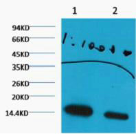 Histone H3(Di Methyl Lys27)(3B12)Mouse Monoclonal Antibody