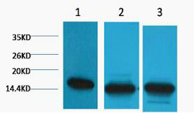 Histone H3(Di Methyl Lys36)(1E6)Mouse Monoclonal Antibody