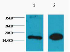 Histone H3(Mono Methyl Lys9)(1E8)Mouse Monoclonal Antibody