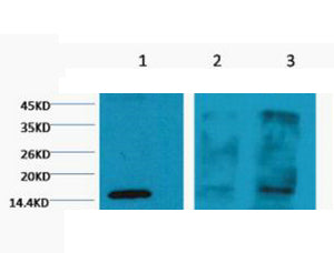 Histone H3(Tri Methyl Lys4)(2E11)Mouse Monoclonal Antibody
