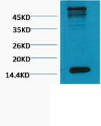 Histone H3(Tri Methyl Lys79)(1B7)Mouse Monoclonal Antibody