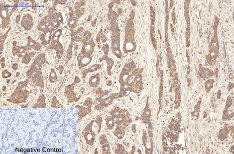 Aquaporin 4(4H1)Mouse Monoclonal Antibody