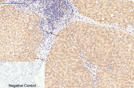 ATG5(3C7)Mouse Monoclonal Antibody