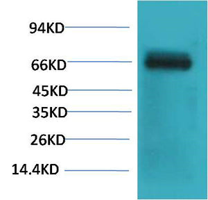 Bovine Serum Albumin Mouse Monoclonal Antibody(Mix-mA)