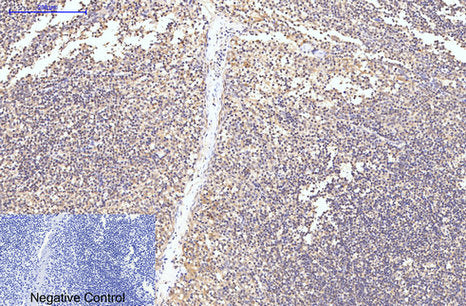 Caspase-8(2G12)Mouse Monoclonal Antibody