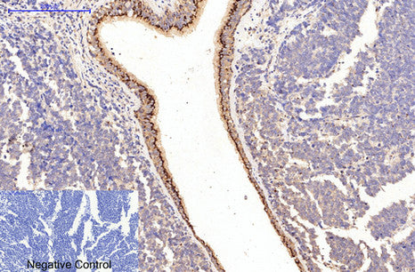 Collagen I(4H10)Mouse Monoclonal Antibody
