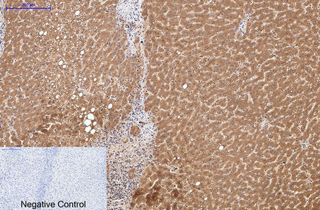 Collagen III(Q76)Mouse Monoclonal Antibody