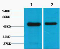 Flotillin-1(6C10)Mouse Monoclonal Antibody