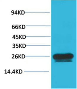 HSP27 Mouse Monoclonal Antibody(Mix-mA)
