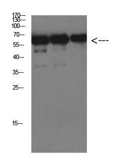 Luciferase(6B8)Mouse Monoclonal Antibody