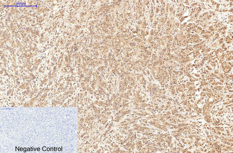 XRCC4(5C10)Mouse Monoclonal Antibody