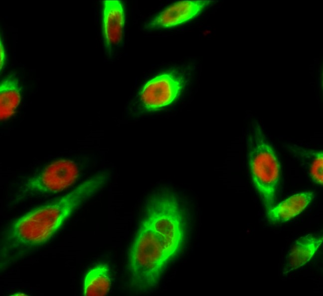 GAPDH Monoclonal Antibody(2B8)