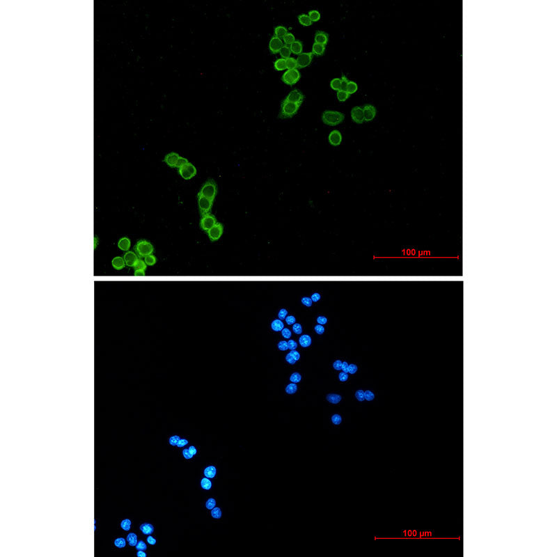 Thioredoxin Rabbit Monoclonal Antibody