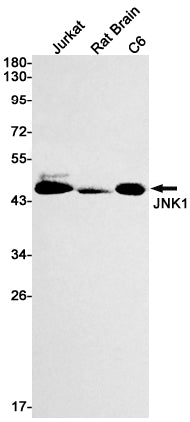 JNK1 Rabbit Monoclonal Antibody