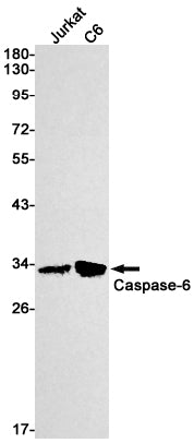 Caspase 6 Rabbit Monoclonal Antibody
