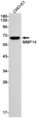 MMP14 Rabbit Monoclonal Antibody