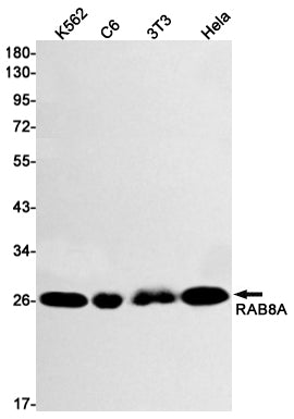 Rab8A Rabbit Monoclonal Antibody