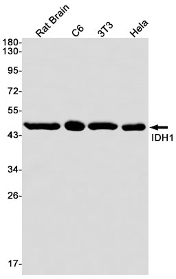 IDH1 Rabbit Monoclonal Antibody