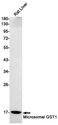 MGST1 Rabbit Monoclonal Antibody