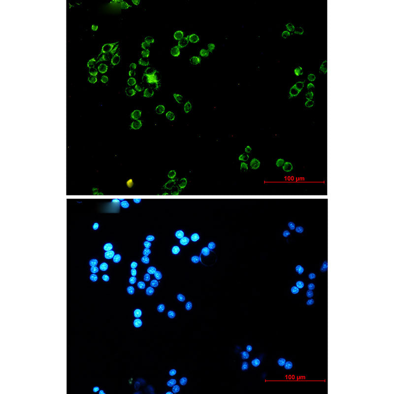Lipoamide Dehydrogenase Rabbit Monoclonal Antibody