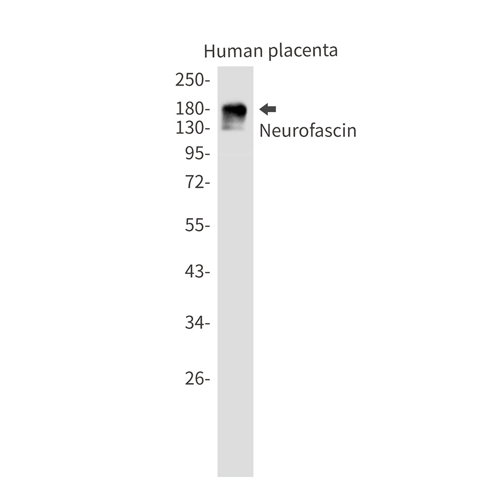Neurofascin Rabbit Monoclonal Antibody