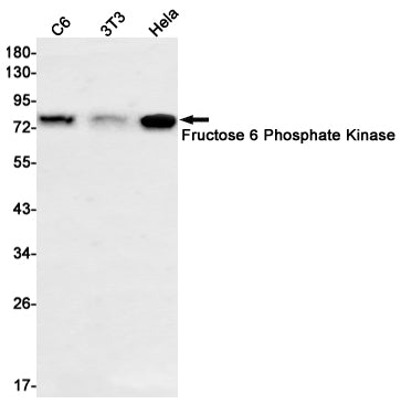 Fructose 6 Phosphate Kinase Rabbit Monoclonal Antibody