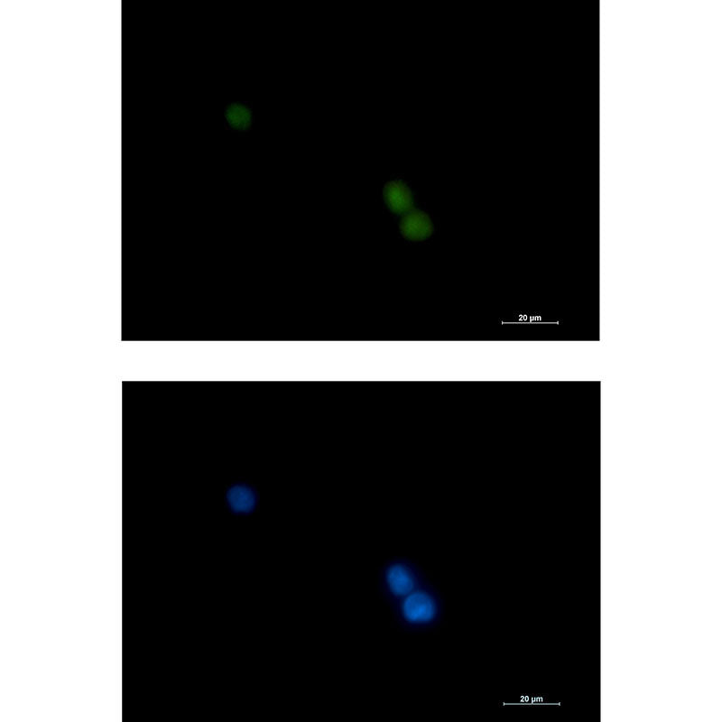 POLD1 Rabbit Monoclonal Antibody