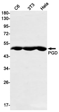 PGD Rabbit Monoclonal Antibody