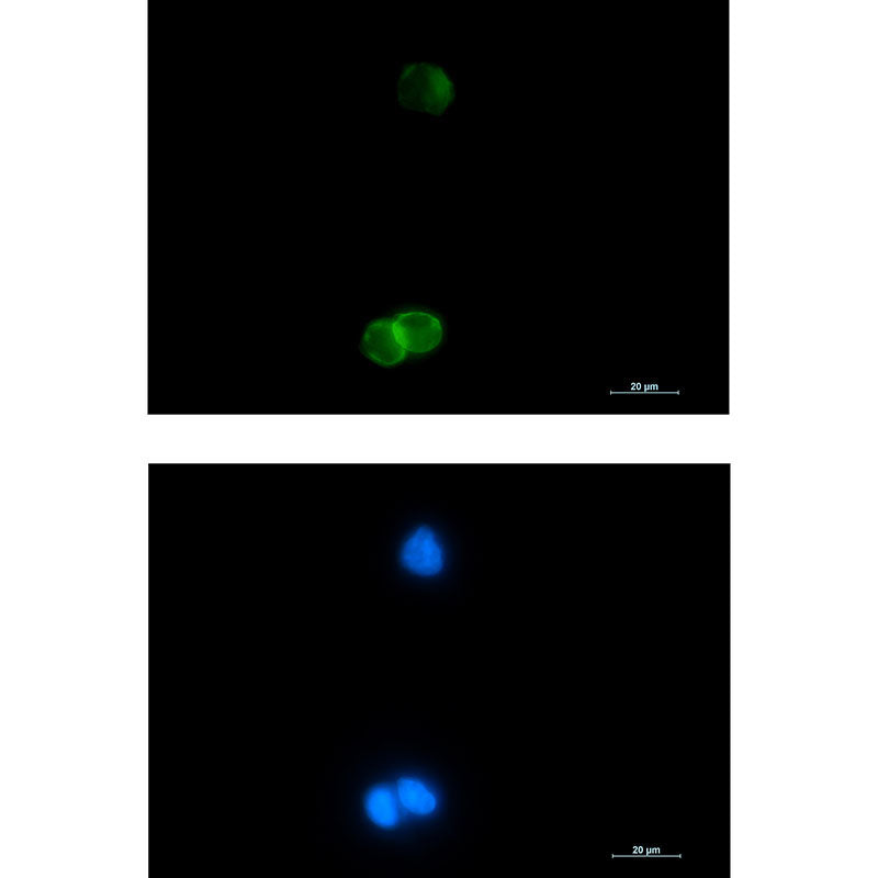 Glycophorin C Rabbit Monoclonal Antibody