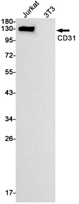 CD31 Rabbit Monoclonal Antibody