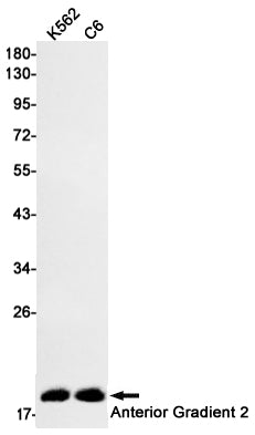Anterior Gradient 2 Rabbit Monoclonal Antibody