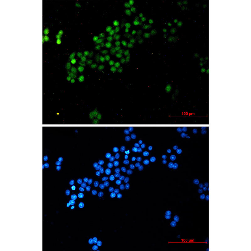 c-Myc Rabbit Monoclonal Antibody