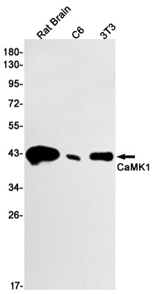 CaMK1 Rabbit Monoclonal Antibody
