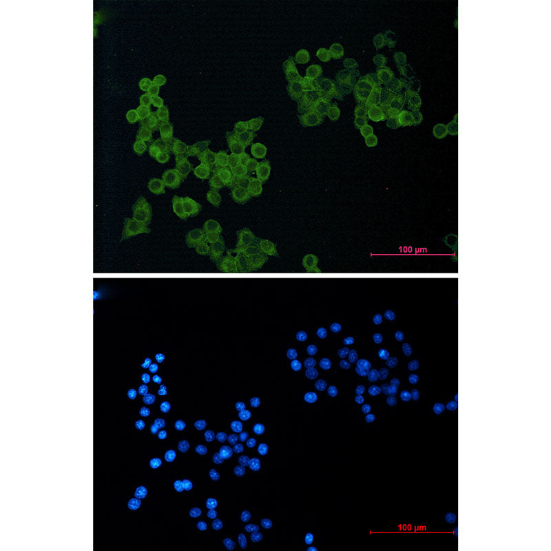 CD146 Rabbit Monoclonal Antibody