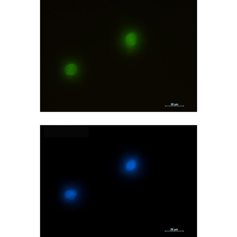 ERK2 Rabbit Monoclonal Antibody