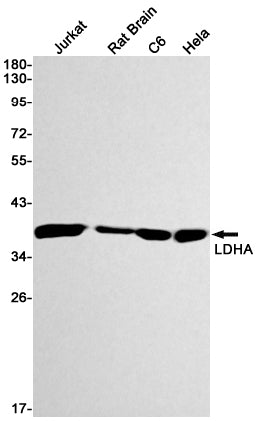 Lactate Dehydrogenase A Rabbit Monoclonal Antibody