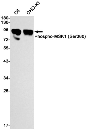 Phospho-MSK1 (Ser360) Rabbit Monoclonal Antibody