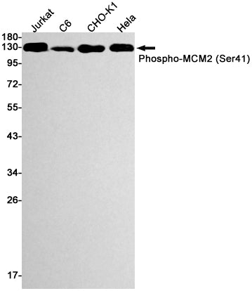 Phospho-MCM2 (Ser41) Rabbit Monoclonal Antibody
