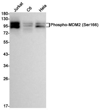 Phospho-MDM2 (Ser166) Rabbit Monoclonal Antibody