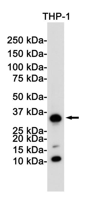 CD8 alpha Rabbit Monoclonal Antibody