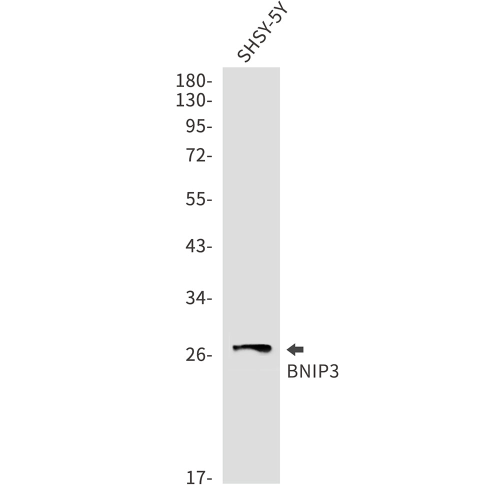 BNIP3 Rabbit Monoclonal Antibody