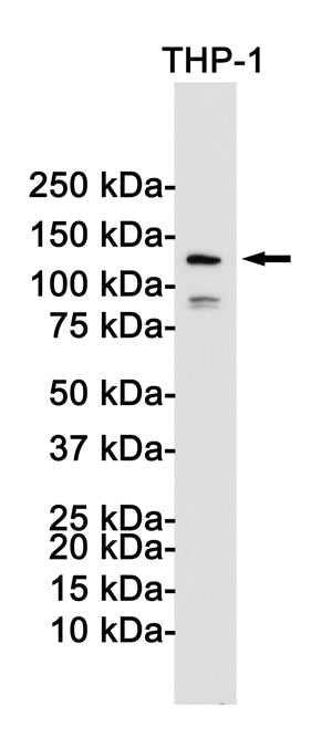 NLRP3 Rabbit Monoclonal Antibody