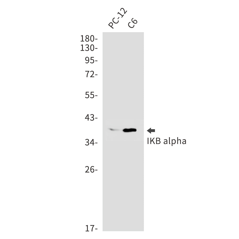 IKB alpha Rabbit Monoclonal Antibody