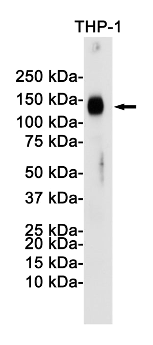 LAMP2 Rabbit Monoclonal Antibody