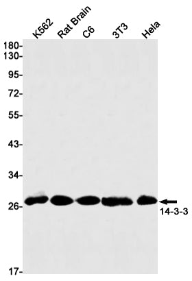 14-3-3 Rabbit Monoclonal Antibody