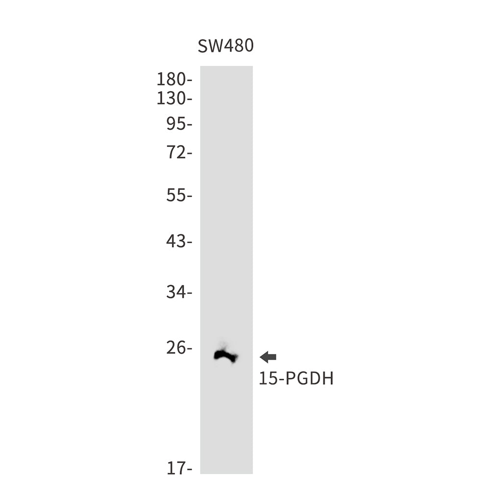 15 PGDH Rabbit Monoclonal Antibody