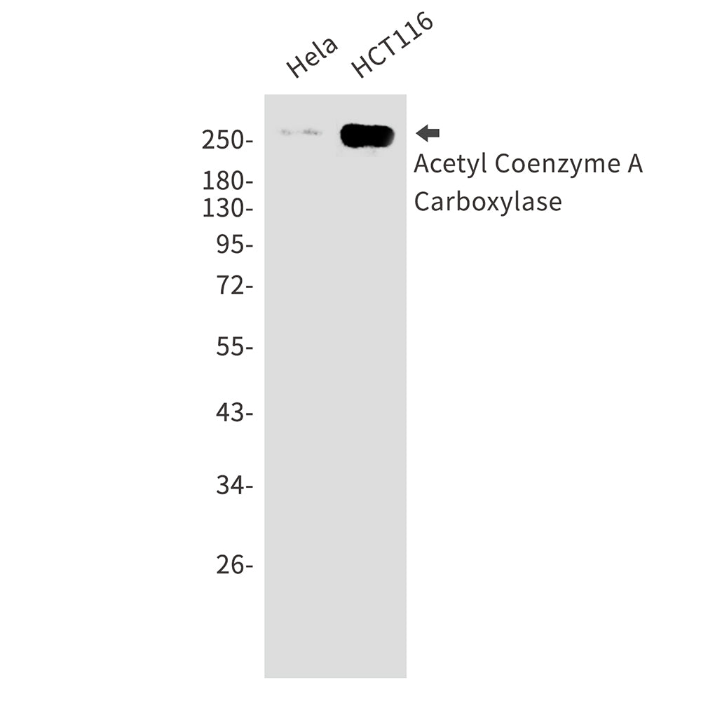 Acetyl Coenzyme A Carboxylase Rabbit Monoclonal Antibody