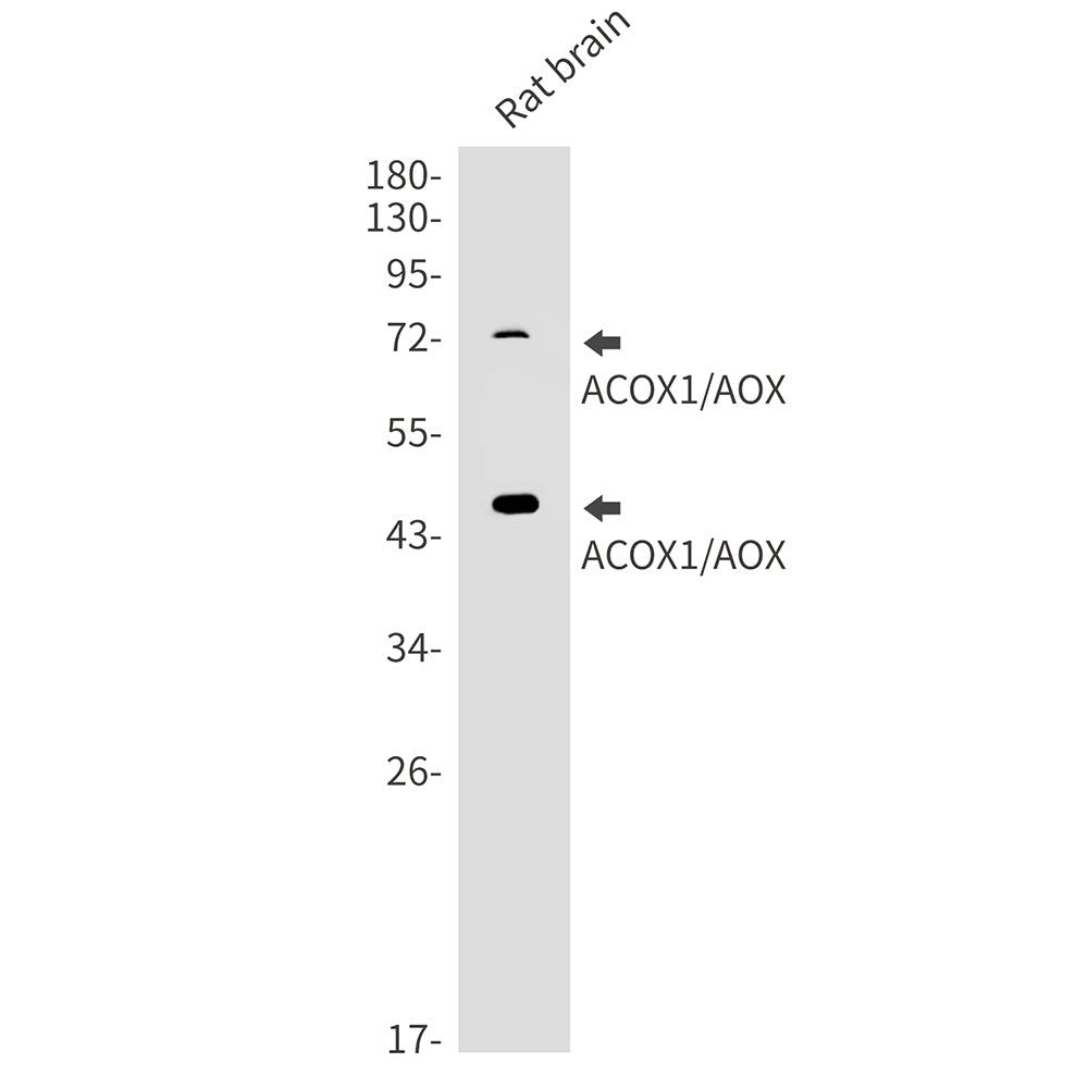 ACOX1 Rabbit Monoclonal Antibody