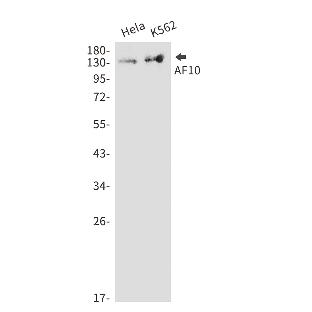 AF10 Rabbit Monoclonal Antibody